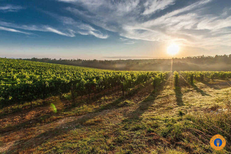 vineyards of Attica greece